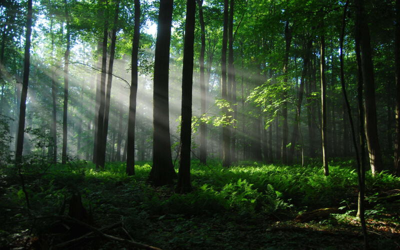Могилевчан приглашают принять участие в уборке леса