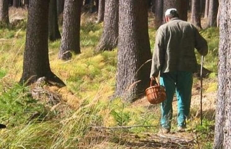В 11 районах Могилевской области ввели ограничение на посещение лесов введено
