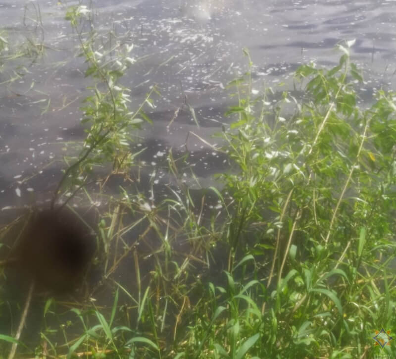 В Бобруйске в реке утонул мужчина