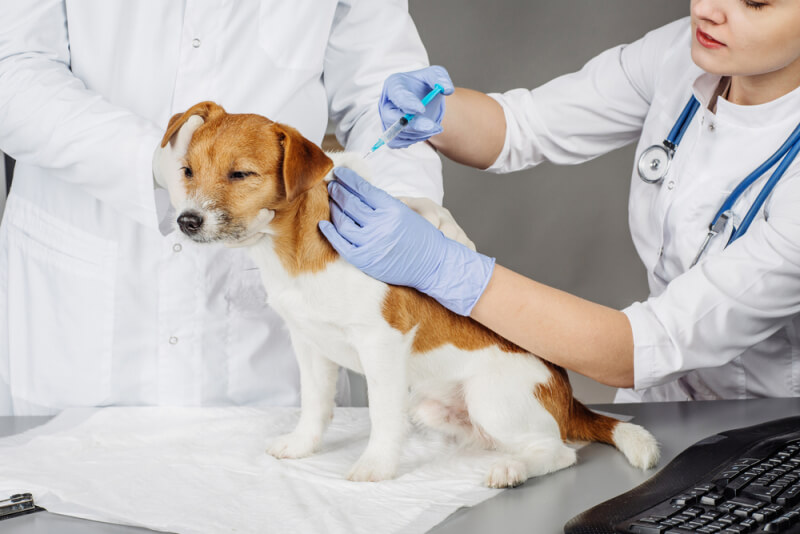 Вакцинация кошек и собак на дому