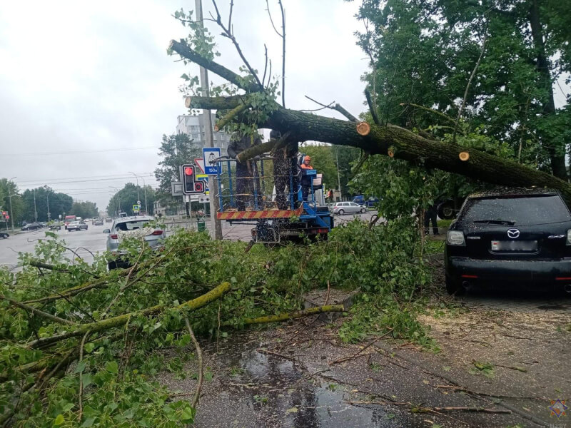 В Могилевской области очередной раз падали деревья. По итогу повредились автомобили