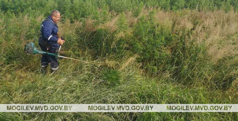 В Бобруйске милиционеры уничтожили больше тонны дикорастущей конопли, и еще 700 кг — в Глусском районе