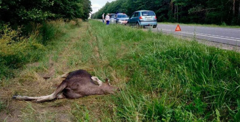 На выезде из Бобруйска под колеса машины попал лось, который в итоге скончался
