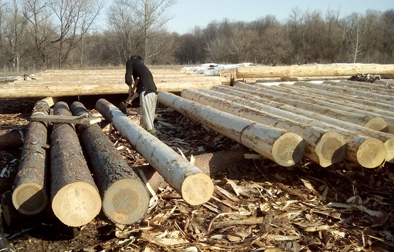 КГК возбудил 6 уголовных дел после проверки лесного хозяйства в Могилевской области