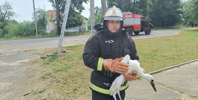 Спасатели Климовичского района спасли аиста, застрявшего на столбе