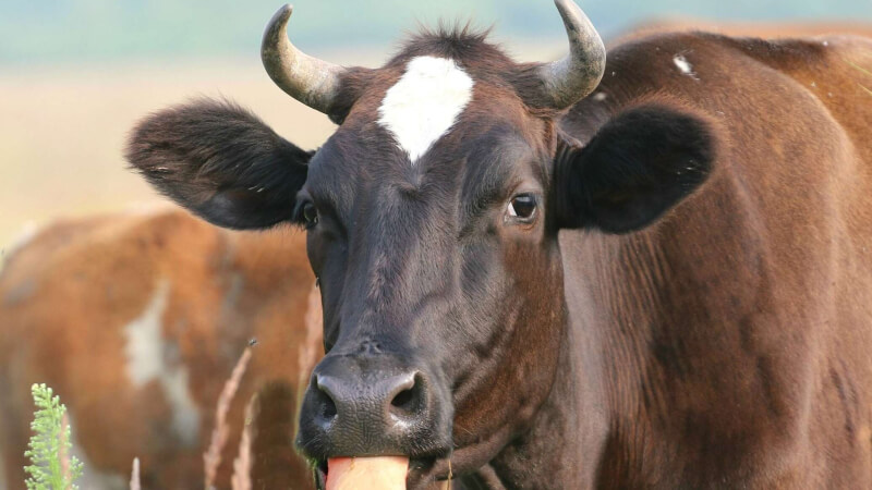В Дрогичинском районе воры похитили 7 коров