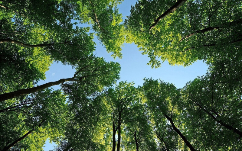 Могилевский горисполком выдал разрешение на удаление объектов растительного мира