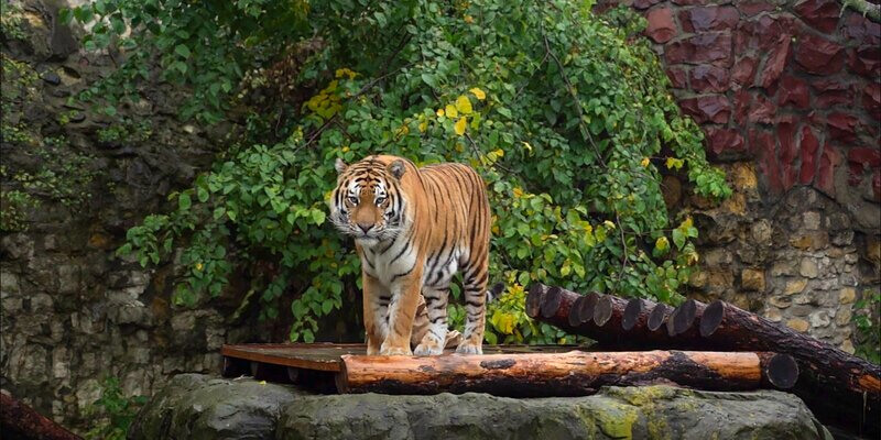 Совсем скоро в Могилевском зоосаде появится тигр