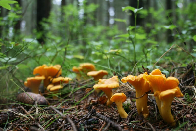 В Могилевской области зарегистрировано три случая отравления грибами с начала года