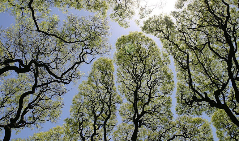 В Могилеве осенью планируют высадить порядка 2 тыс. деревьев