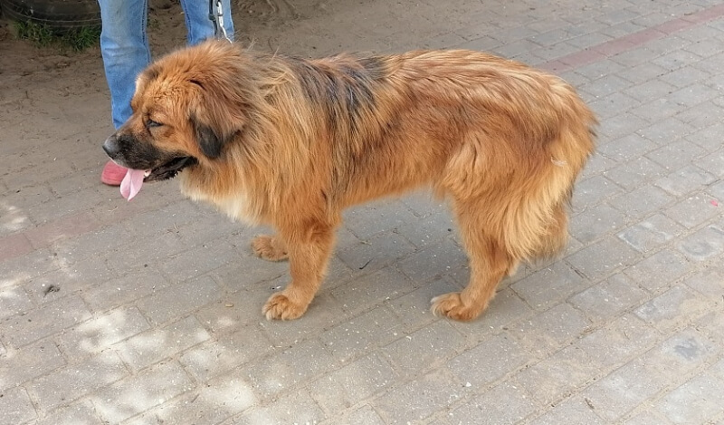 В Борисове собака покусала шестерых прохожих. Владельцу предъявлено обвинение