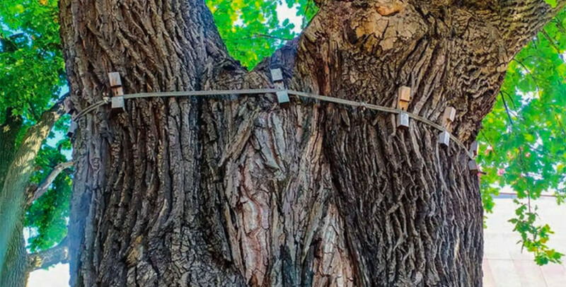 Бобруйскому 300-летнему дубу, растущему со времен Речи Посполитой, грозит гибель