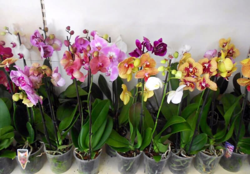 Покупка орхидеи в горшке: что необходимо учитывать?