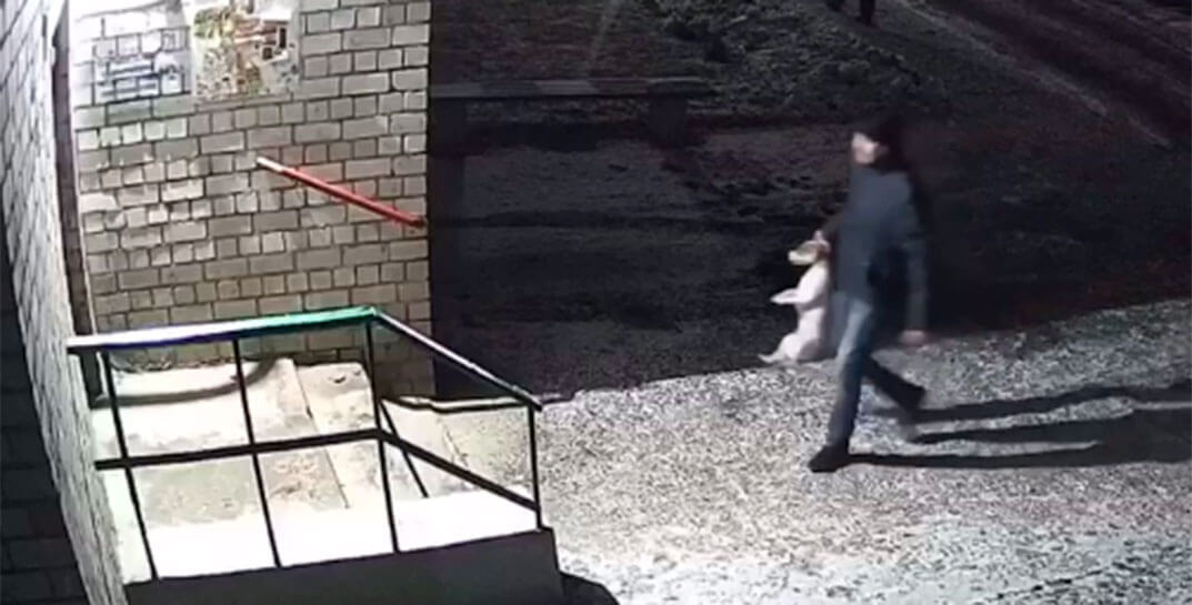 Житель Могилева издевался с безобидных собак - в Сеть слили жуткое видео