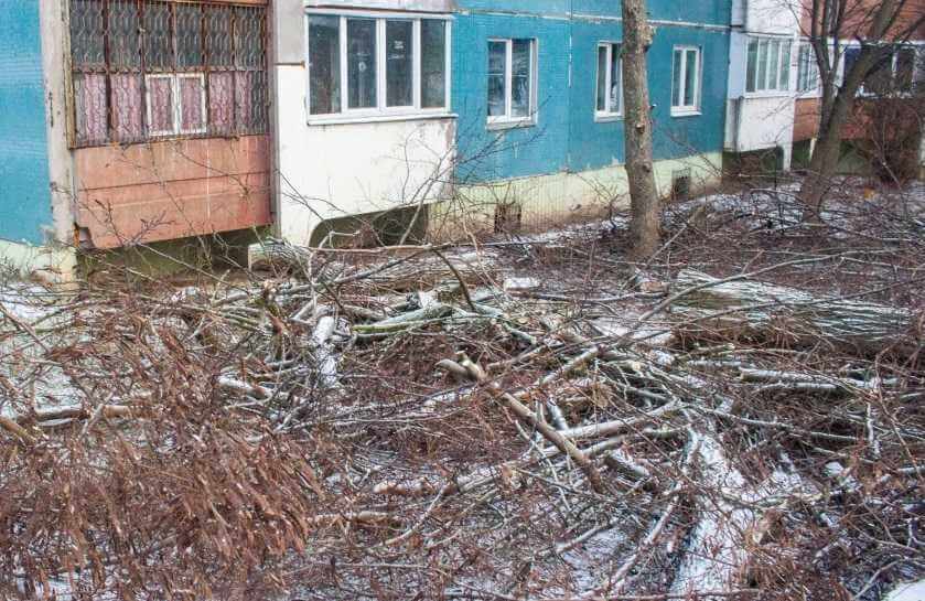 Экологическая служба Могилева расследует обращение жителей по поводу спила деревьев