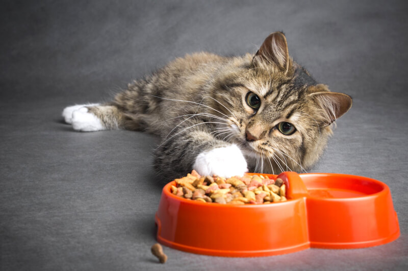 Сравнение кормов для кошек Glance и «Прохвост»