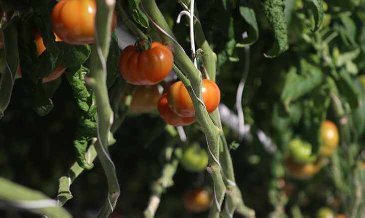 Ученые БГСХА вывели высокоурожайный сорт томата для открытого грунта