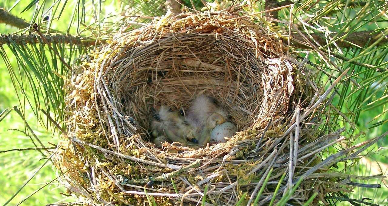 В Беларуси ввели штрафы за разрушение птичьих гнезд