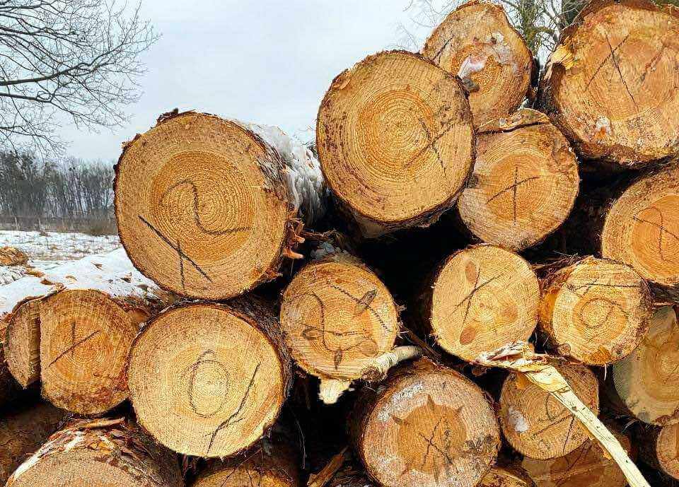 В Осиповичском районе милиционеры предотвратили хищение древесины