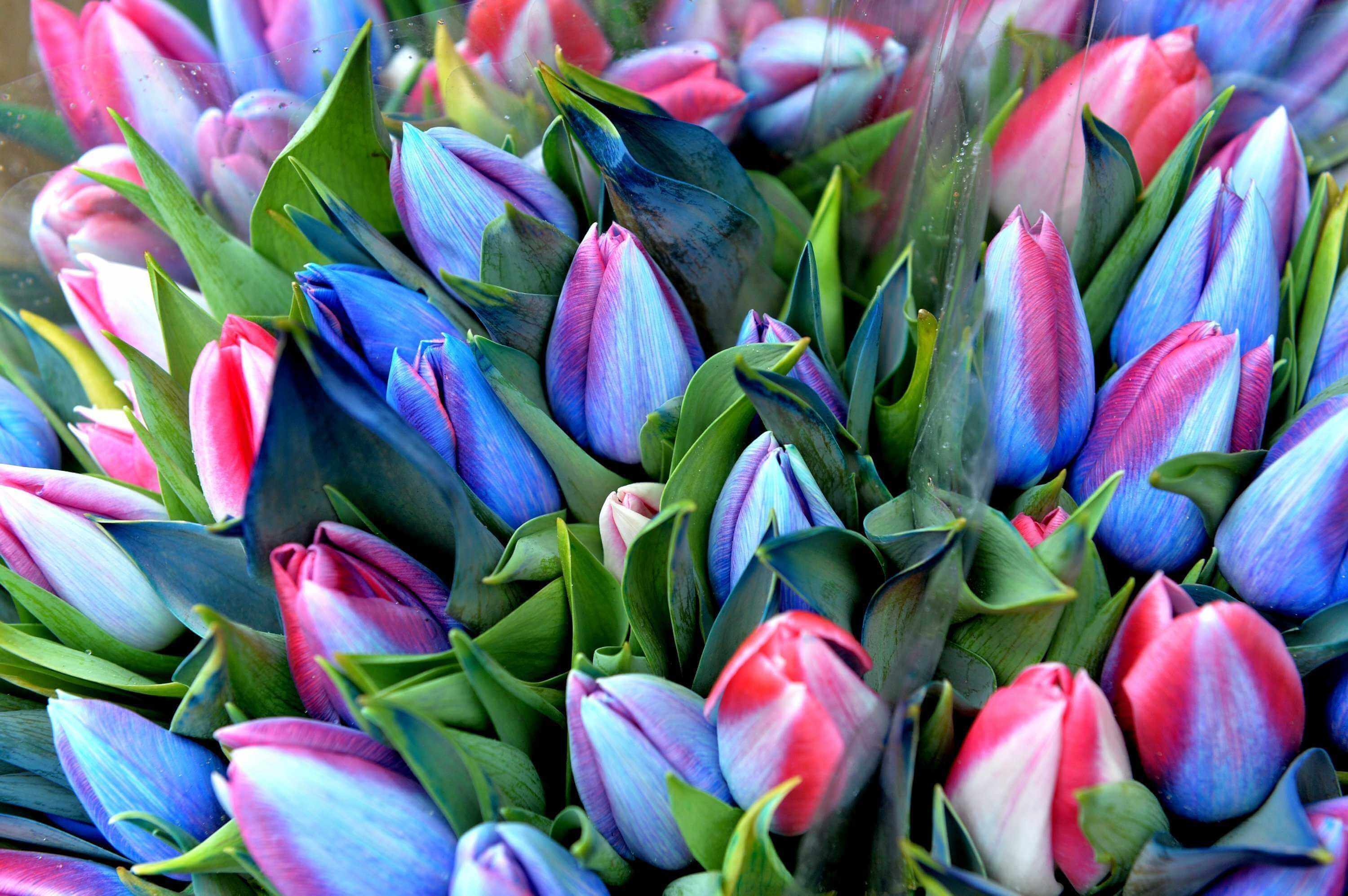 «Могилевзеленстрой» подготовил к 8 марта 5,5 тыс. тюльпанов и 5,3 тыс. роз