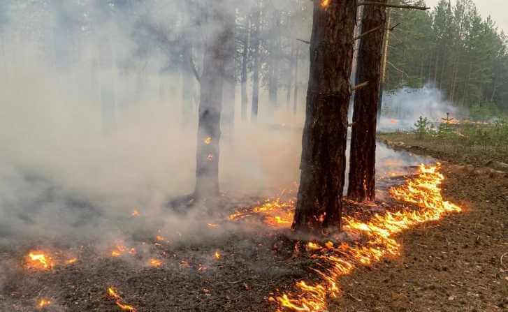 15 гектаров леса горели в Костюковичском районе