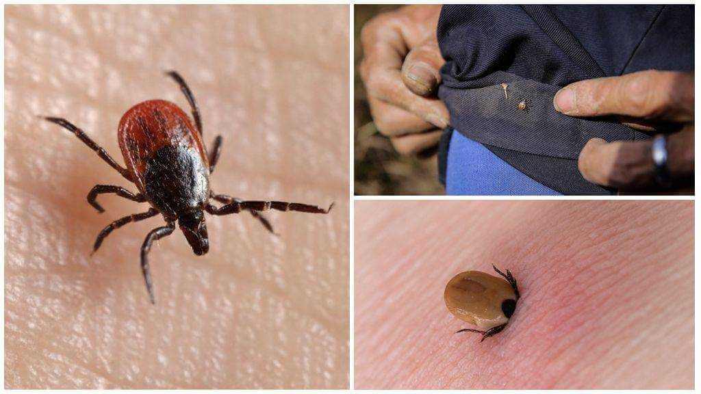 13 человек пострадали от укусов клещей на территории Могилевщины с начала года