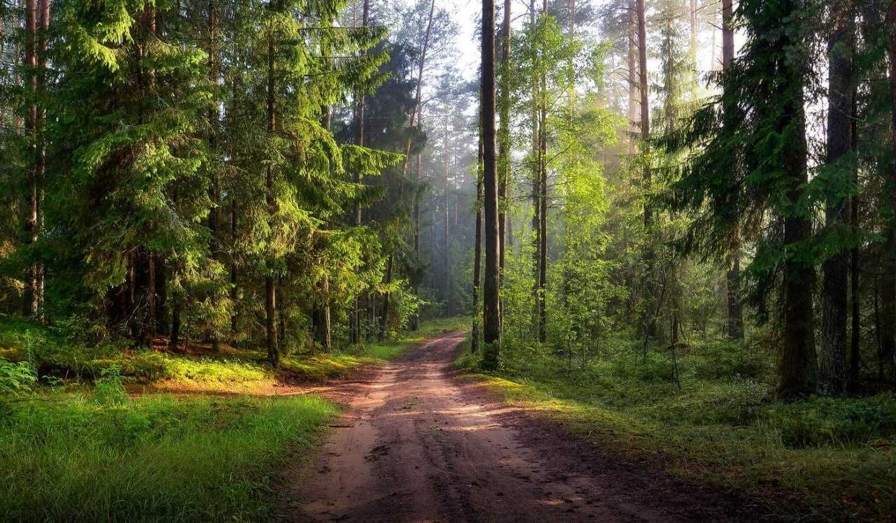 «Неделя леса» начнется в Могилевской области 17 апреля