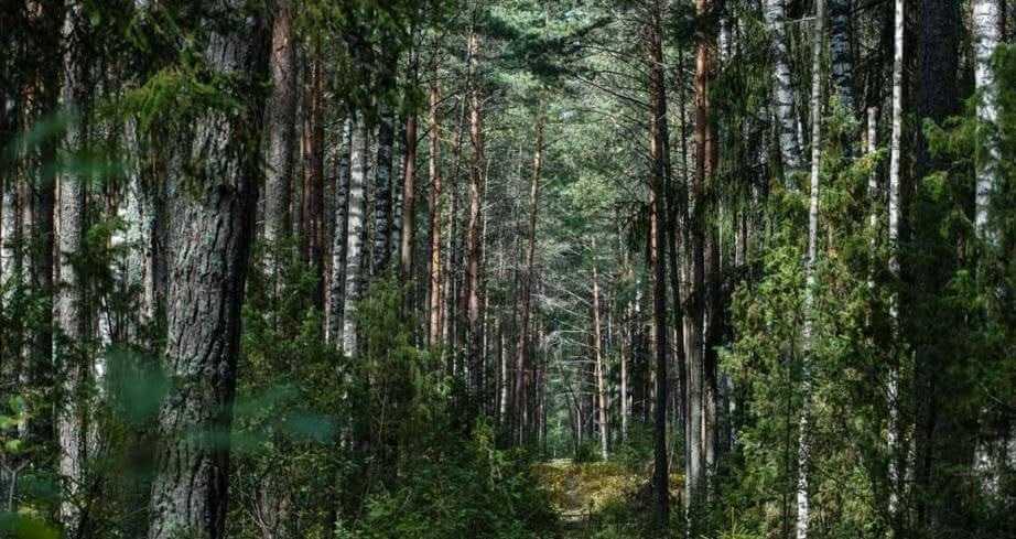 Площадь загрязненных радиацией лесов в Могилевской области сокращаются