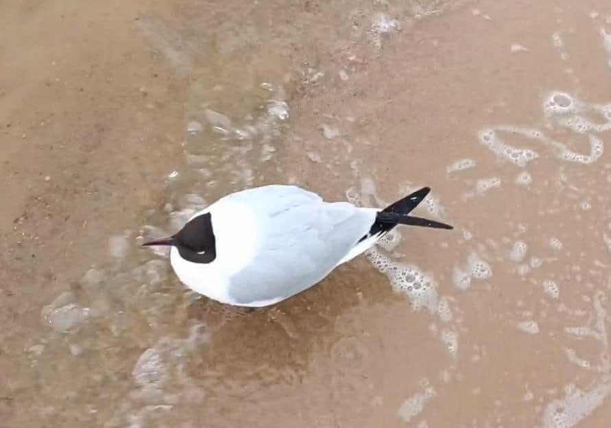 В Могилеве гибнут чайки на Святом озере