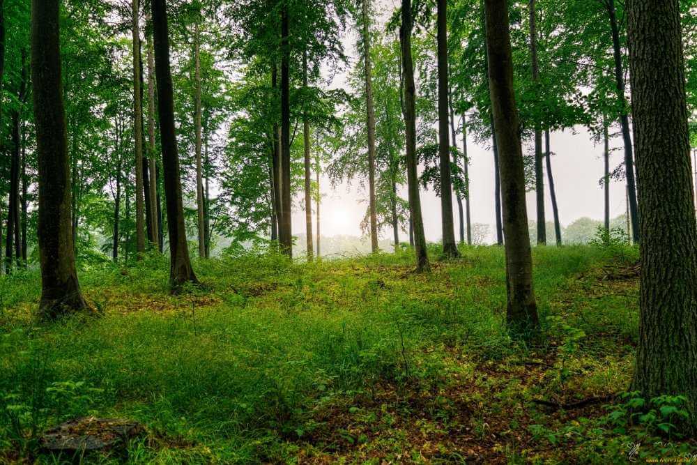 Запрет на посещение лесов введен в 15 районах Могилевщины