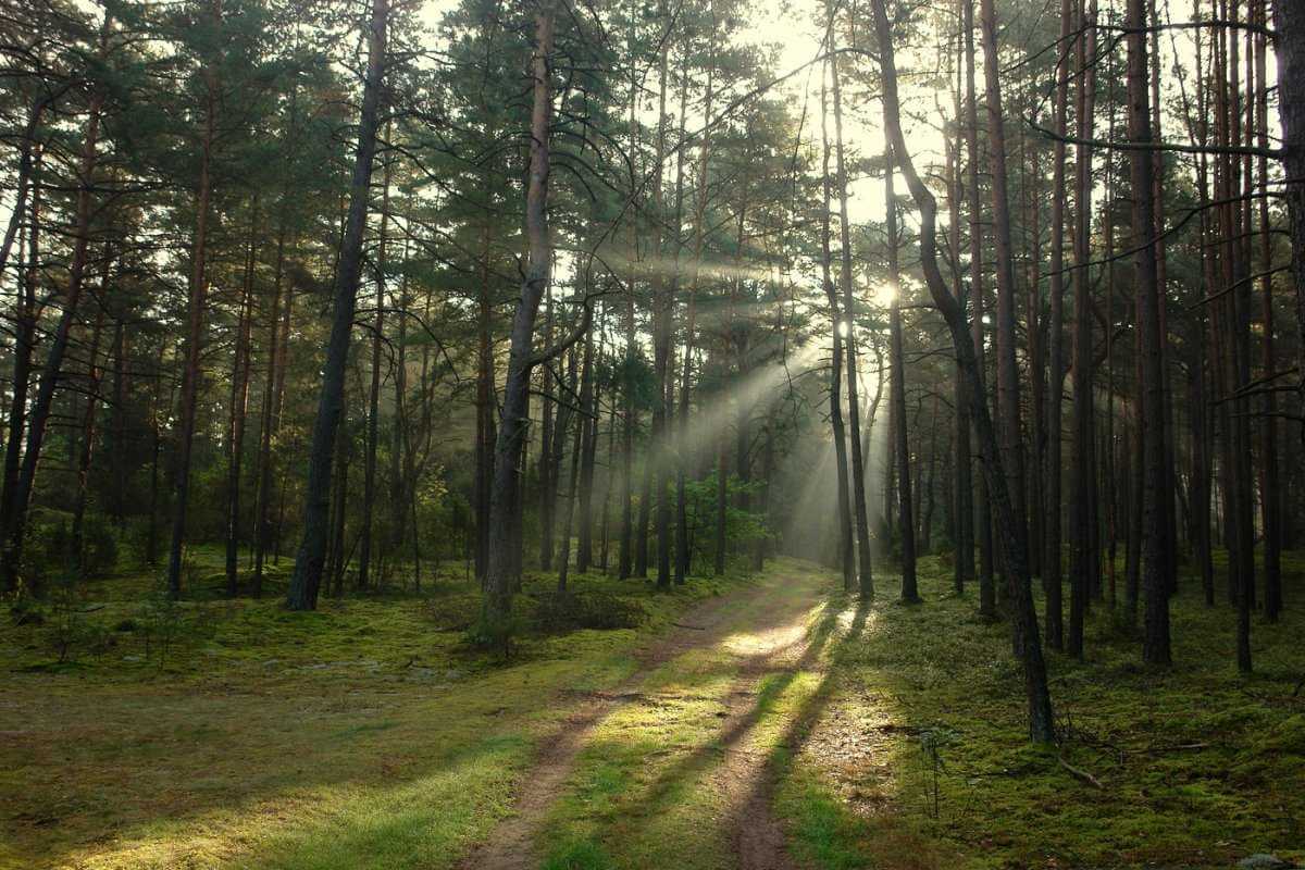 В 19 районах Могилевщины введен запрет на посещение леса