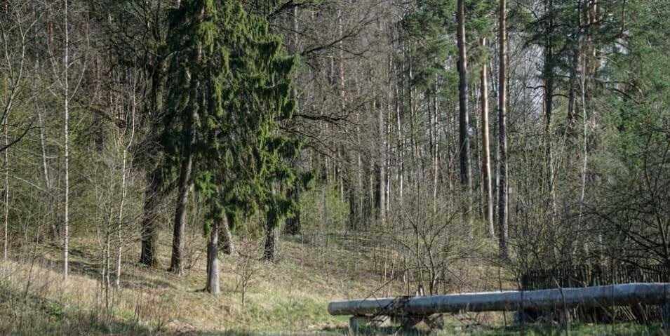 Запрет на посещение лесов остается в 10 районах Могилевской области