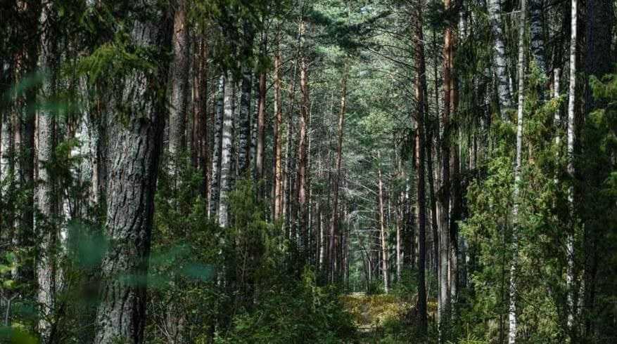 Посещение лесов в Могилевской области снова под запретом