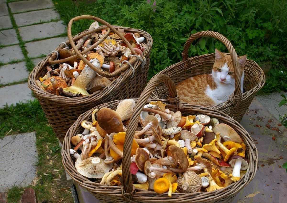 Как собирать грибы безопасно - напоминание могилевчанам