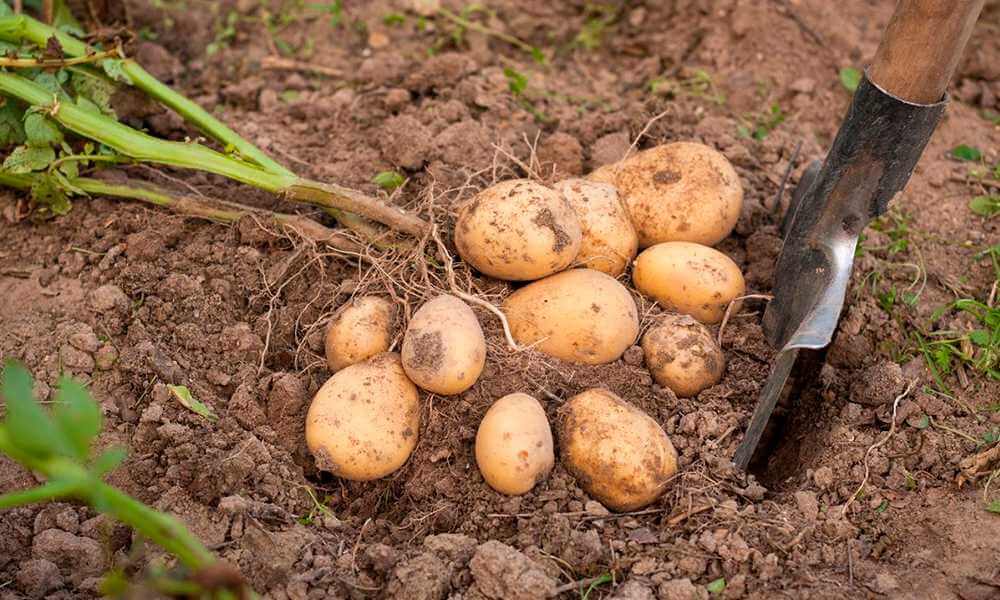 Белгидромет сделал прогноз на урожай картофеля в 2023 году