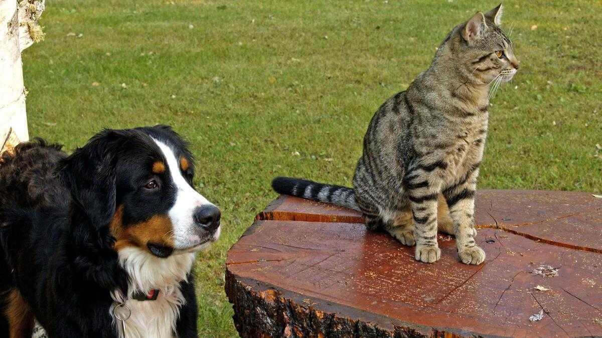 Кто умнее - кошки или собаки?