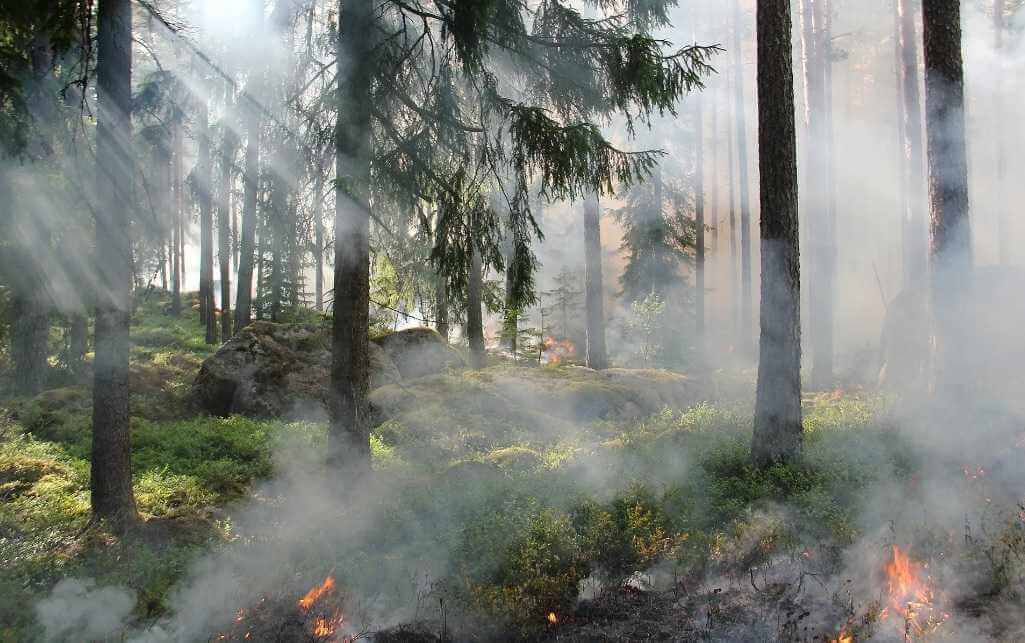 130 лесников тушили лесной пожар под Белыничами