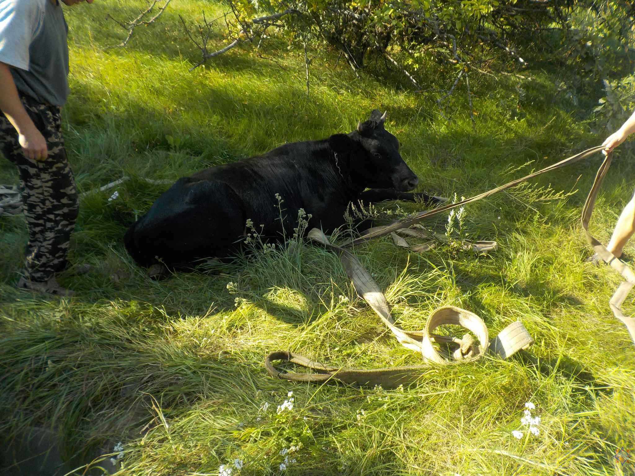 На Могилевщине корова упала в колодец во время выгула: спасатели пришли на помощь!