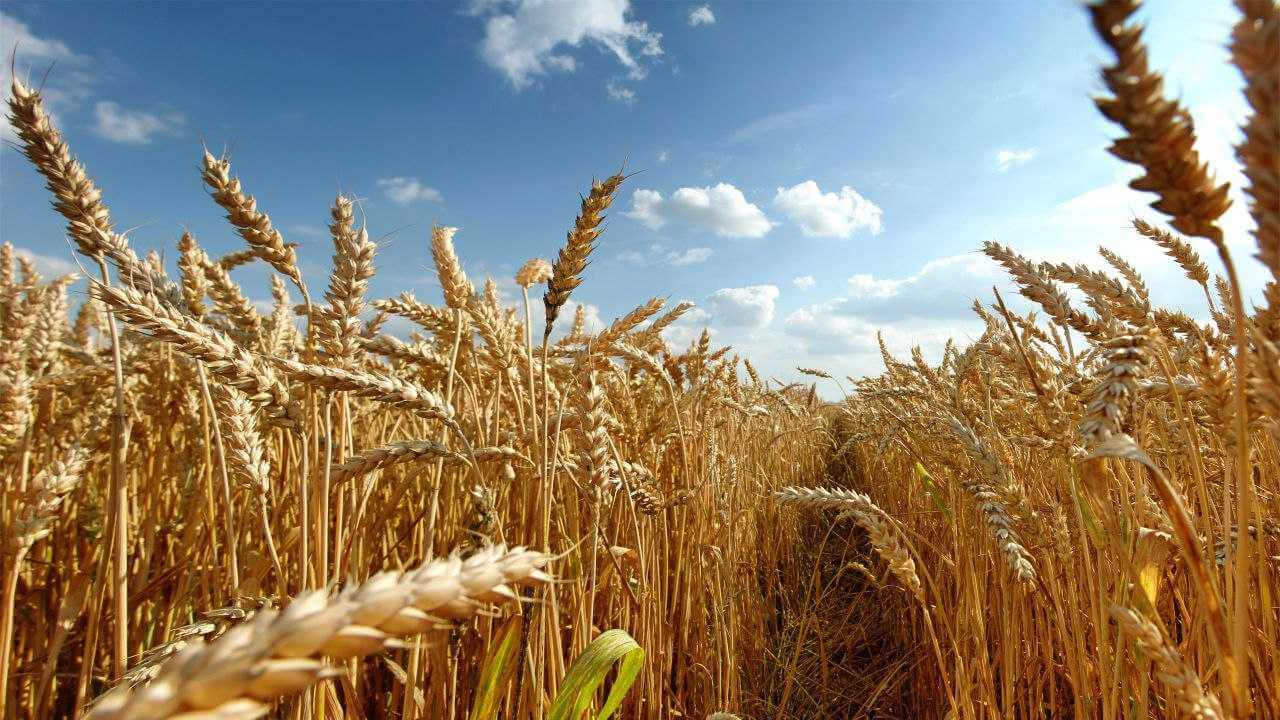 Почти четверть площади зерновых и зернобобовых культур убрана на Могилевщине