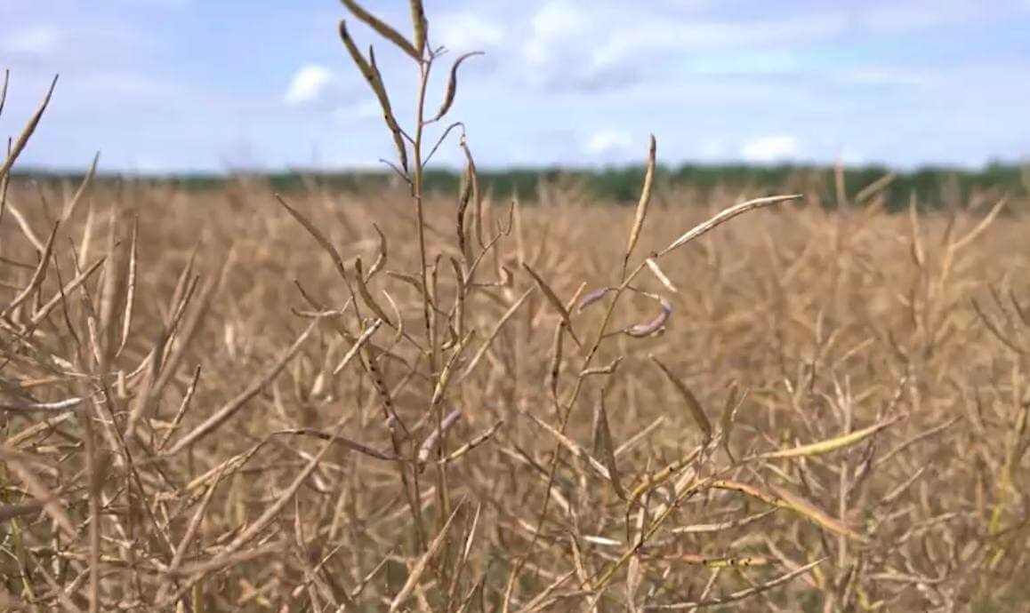 В Беларуси намолотили более 5 млн тонн зерна с учетом рапса
