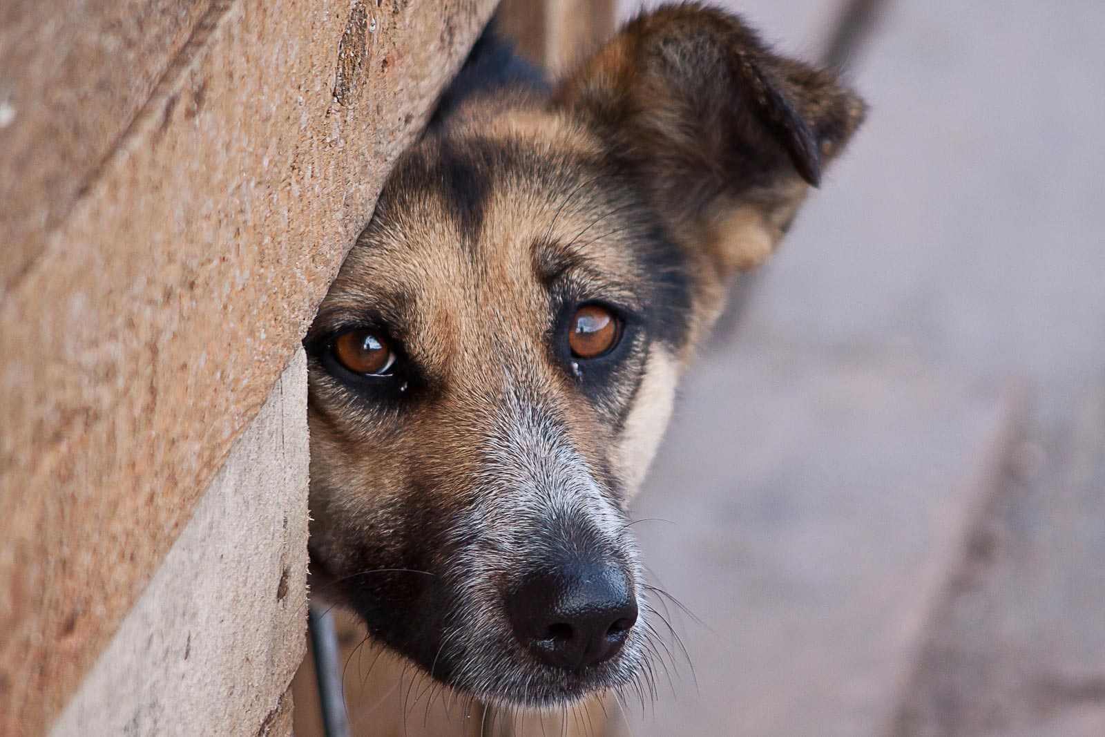 В Волковыске судили мужчину, который задушил бездомного пса на глазах у детей