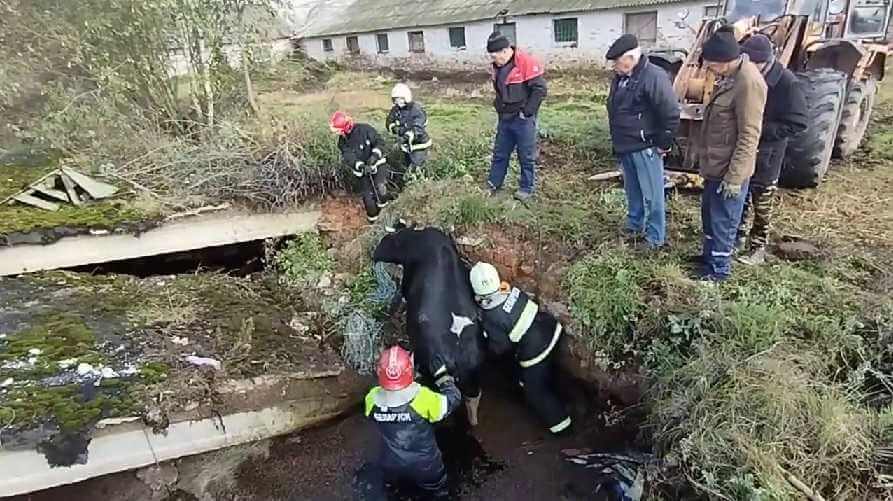 В Круглянском корова провалилась в погреб: спасали сотрудники МЧС