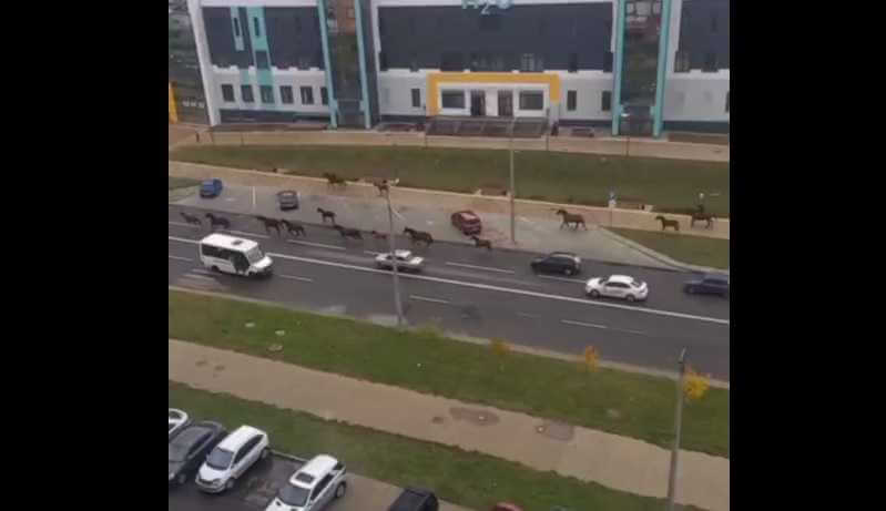 Лошади по Могилеву гуляли: видео могилевчан взорвало соцсети