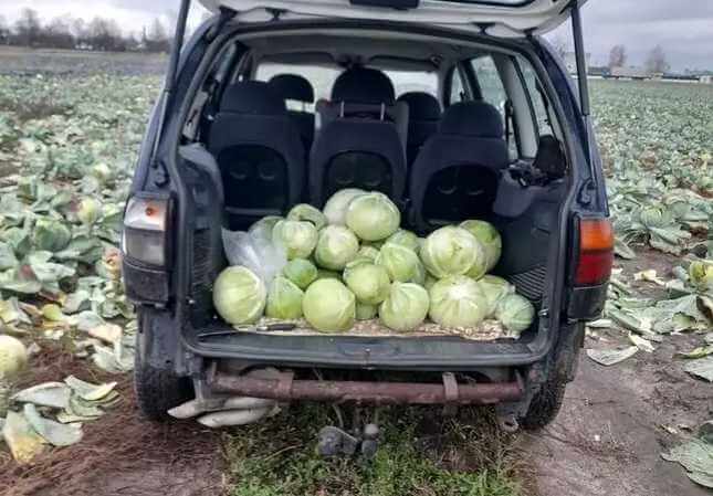136 килограмм капусты пытались похитить жители Могилевщины