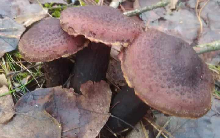 «Тихая охота» в декабре: бобруйчанка собрала полкорзины грибов к Новому году