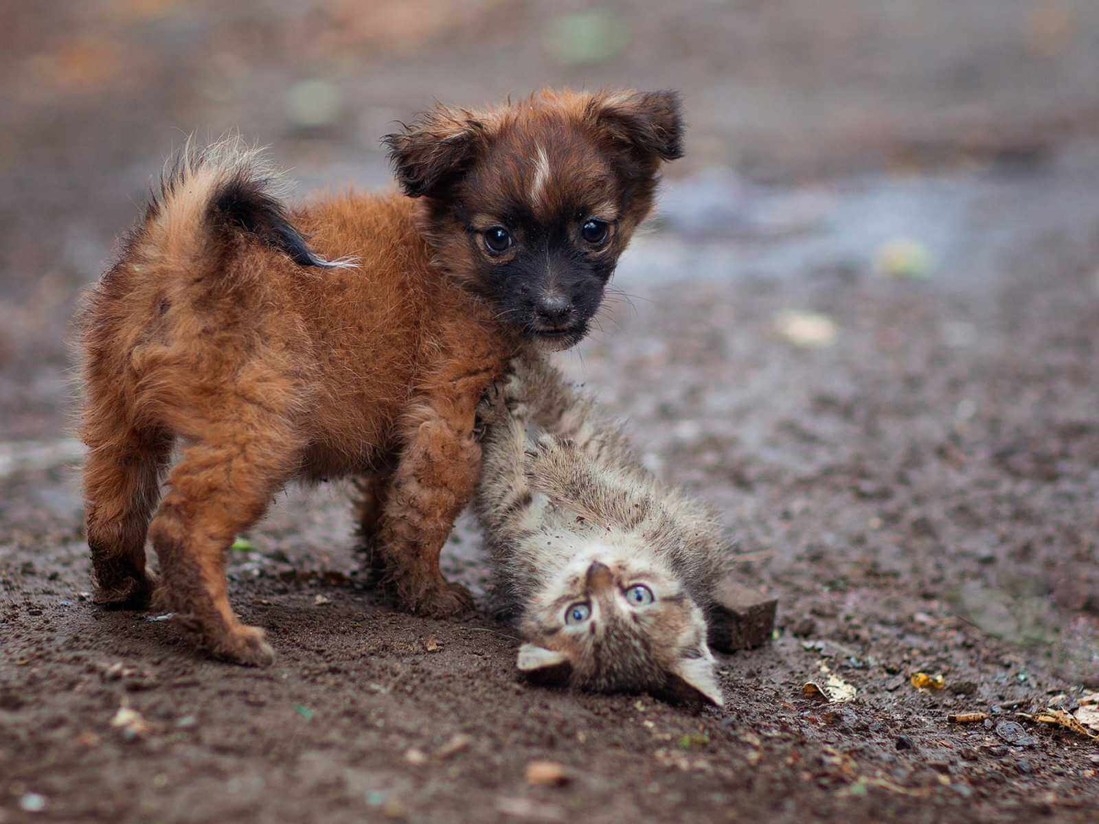 В Могилеве проходит благотворительная акция по поддержке бездомных животных