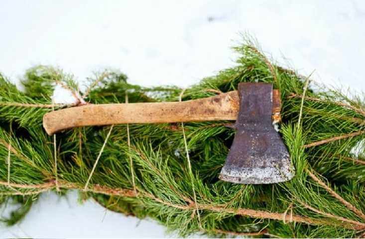 Штраф до 1 110 рублей за незаконные новогодние деревья - могилевчан предупреждают
