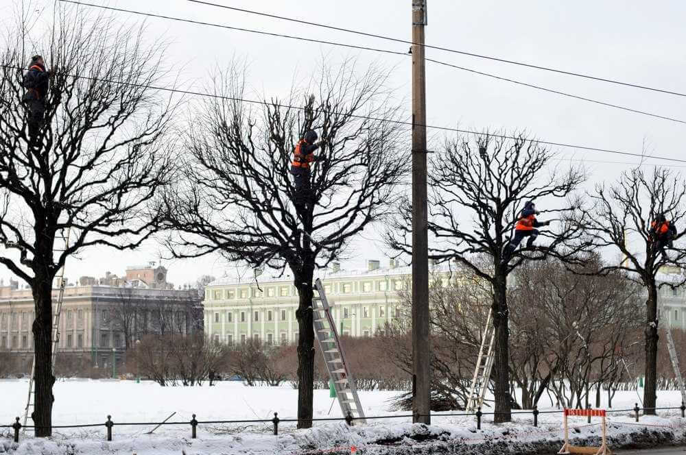 В Могилеве продолжают кронировать деревья 