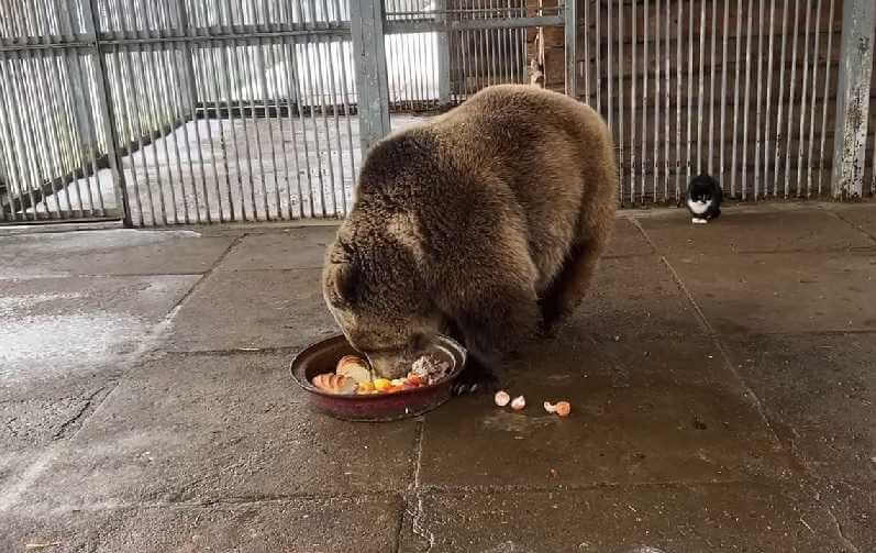 В Могилевском зоосаде после зимней спячки проснулся медведь Федор