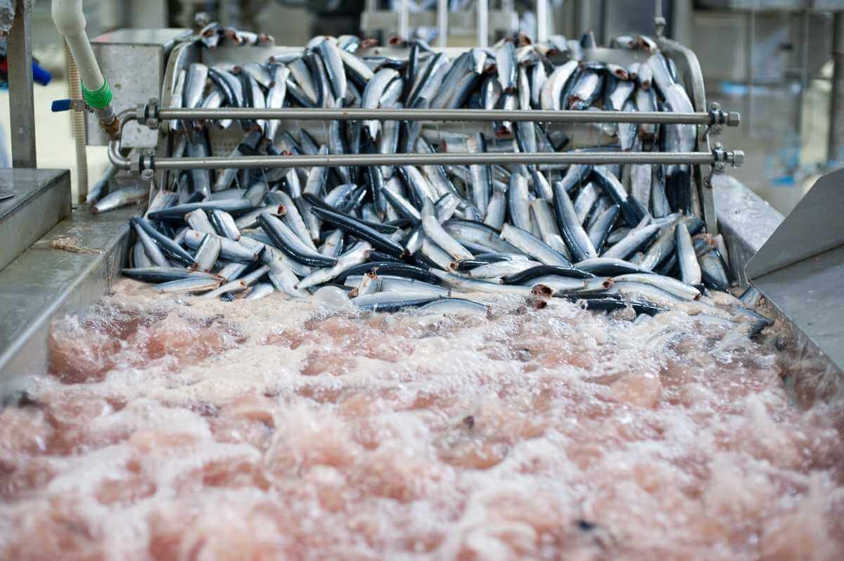 Могилевское предприятие по переработке рыбы попалось на махинациях с налогами